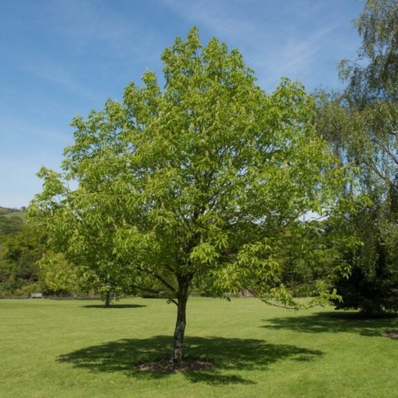 Tree Planting in Ohio: Choose the Right Trees and Plant at the Right Time cover
