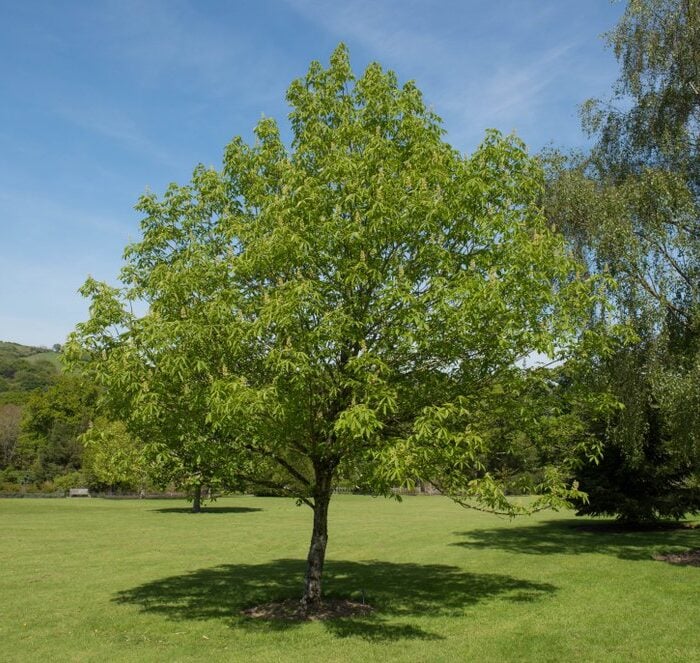 Tree Planting in Ohio: Choose the Right Trees and Plant at the Right Time cover