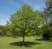 Tree Planting in Ohio: Choose the Right Trees and Plant at the Right Time