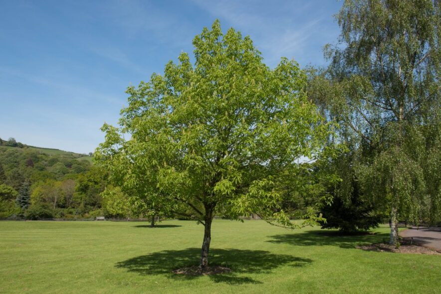 Tree Planting in Ohio: Choose the Right Trees and Plant at the Right Time cover Tree Planting in Ohio: Choose the Right Trees and Plant at the Right Time cover